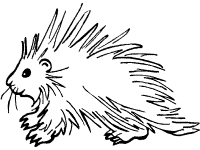 Porcupines coloring pages