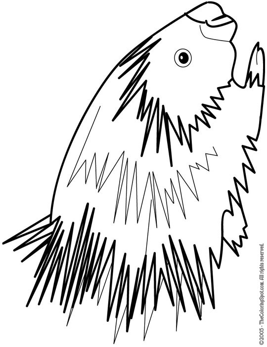 Porcupine coloring page audio stories for kids free coloring pages colouring printables