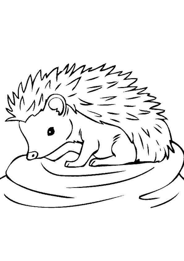 Coloring pages baby hedgehog coloring page