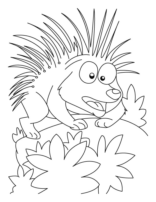 Porcupine in attacking mood coloring pages download free porcupine in attacking mood coloring pages for kids best coloring pages
