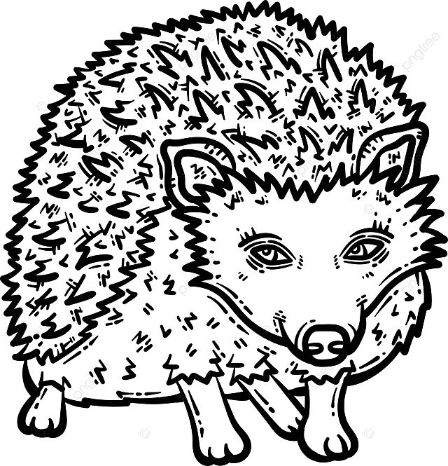 Hedgehog animal coloring page for adult porcupine line adult vector porcupine line adult png and vector with transparent background for free download