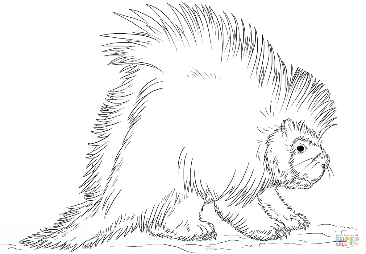 North american porcupine coloring page free printable coloring pages