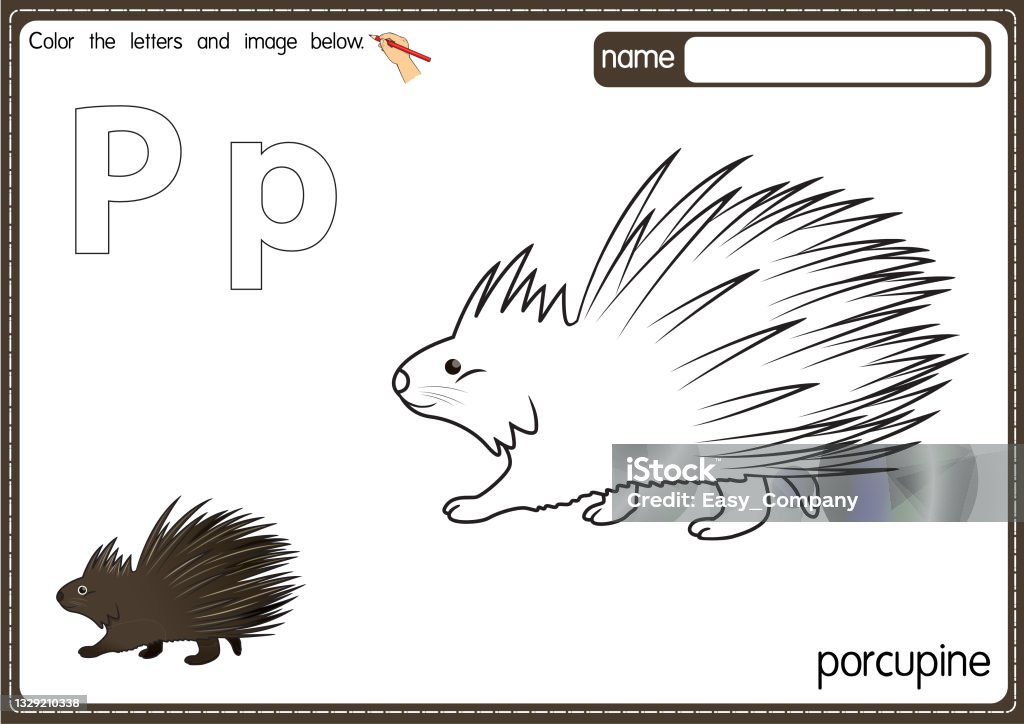 Vector illustration of kids alphabet coloring book page with outlined clip art to color letter p for porcupine