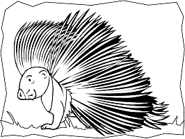 Porcupines coloring pages