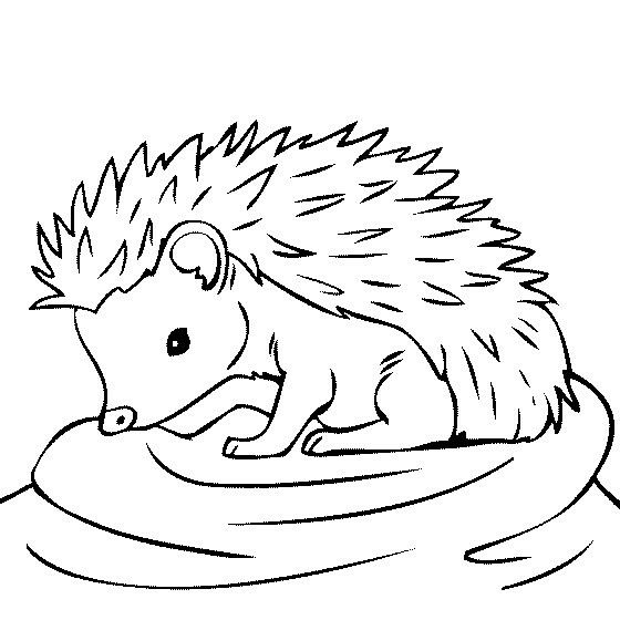 Hedgehog outline cartoon coloring pages animal coloring pages hedgehog colors