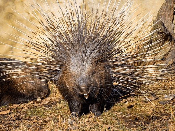 Thousand color porcupine royalty