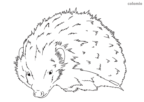 Hedgehogs coloring pages free printable hedgehog coloring sheets