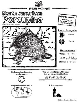 North american porcupine activities