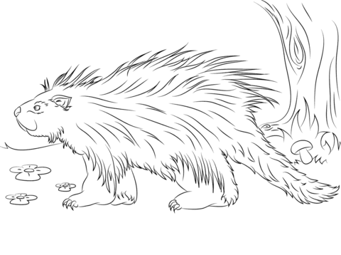 Cute porcupine coloring page free printable coloring pages