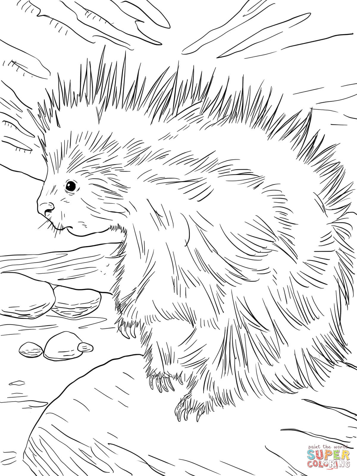 Cute north american porcupine coloring page free printable coloring pages