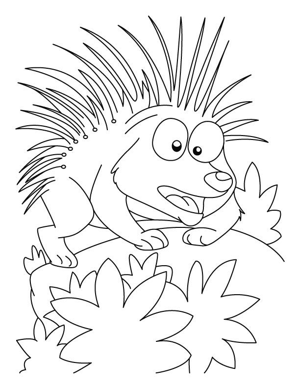 Porcupine coloring pages