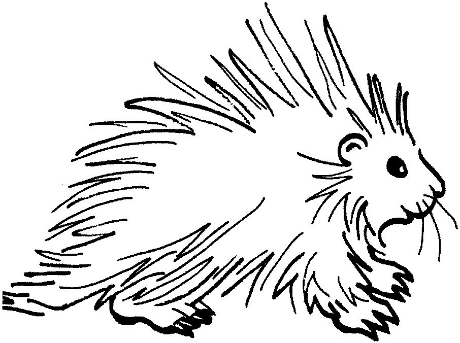 Porcupine coloring pages