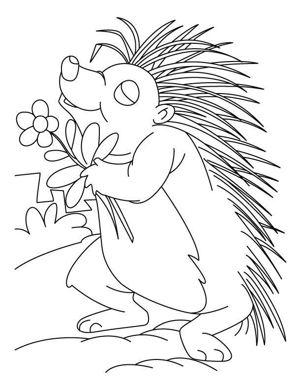 Flower loving porcupine coloring pages download free flower loving porcupine coloring pages for kids best coloring pages