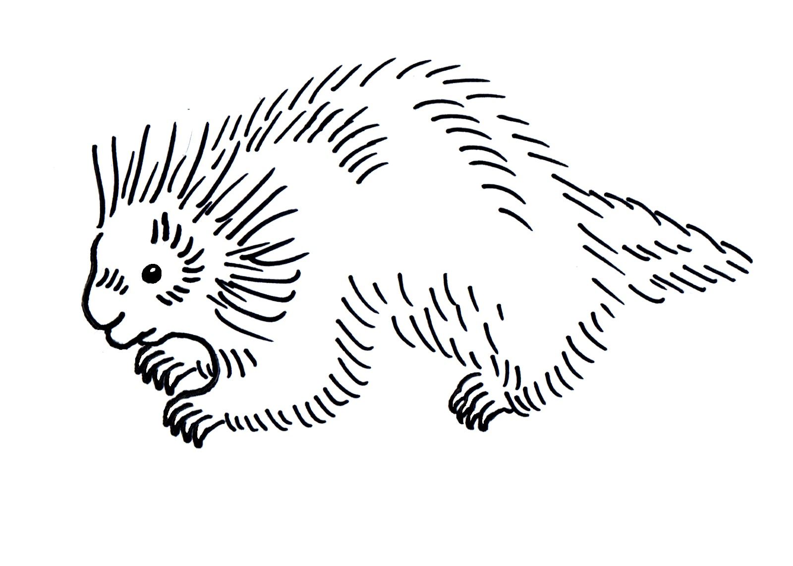 Porcupine coloring pages