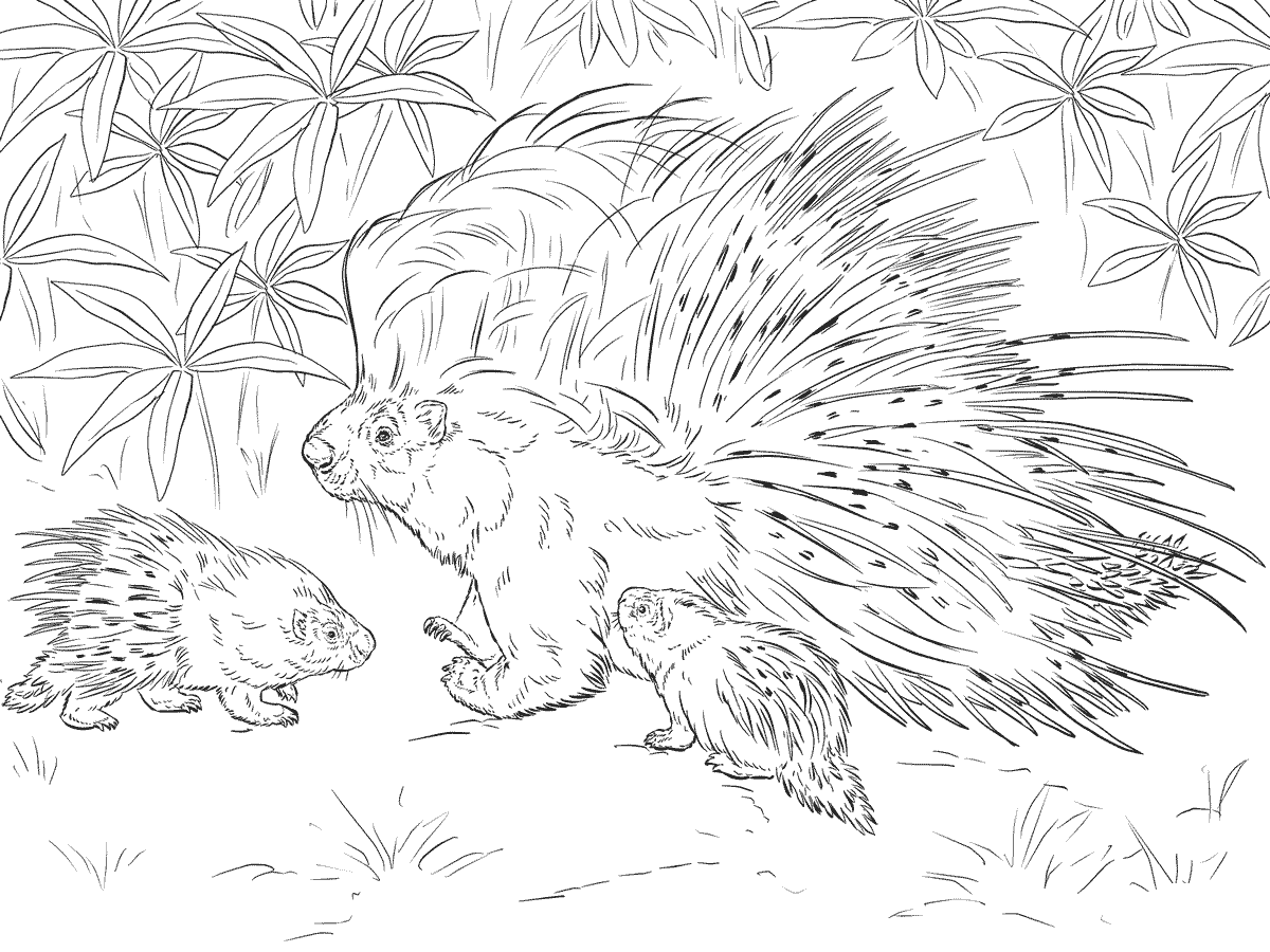 Realistic animal coloring pages printable for free download