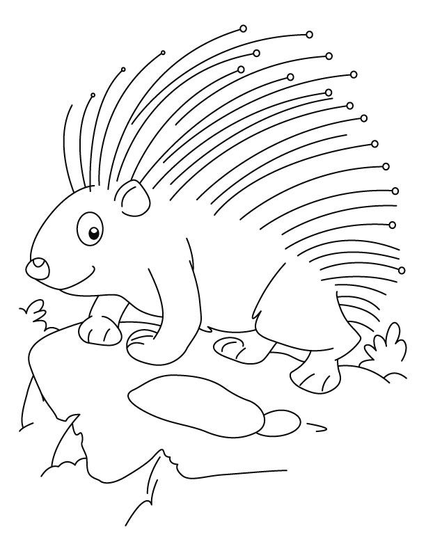 Porcupine coloring pages