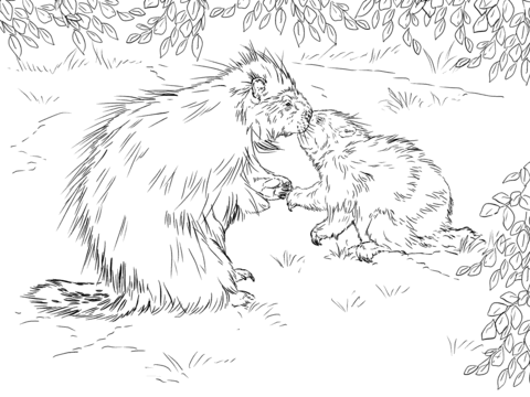 North american porcupine with baby coloring page free printable coloring pages