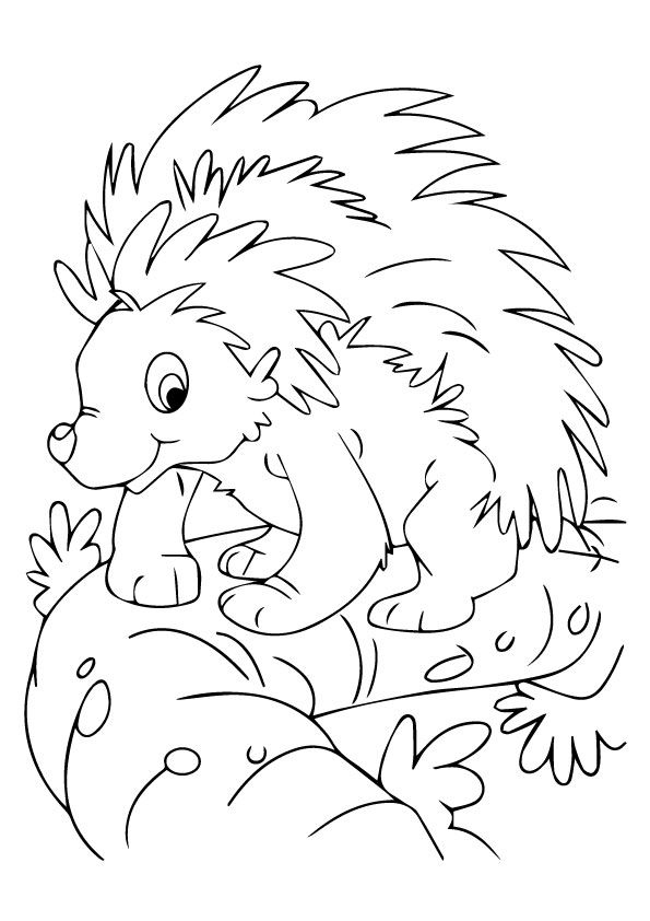 Top porcupine coloring pages for toddlers ð ðñðºñðñðºð ð ðñðºñðñðºð ñ ððððñðñðð ððµññðºððµ ñðñðºñðñðºð