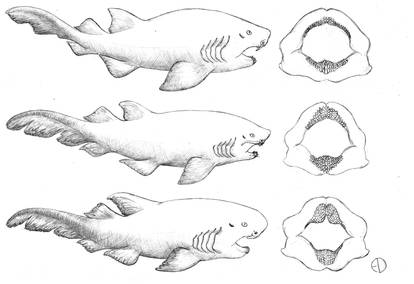 Explore the best portjacksonshark art