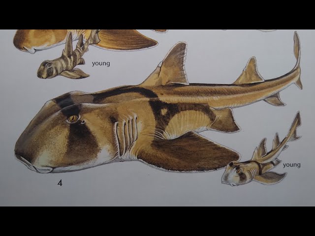 How to draw a port jackson shark