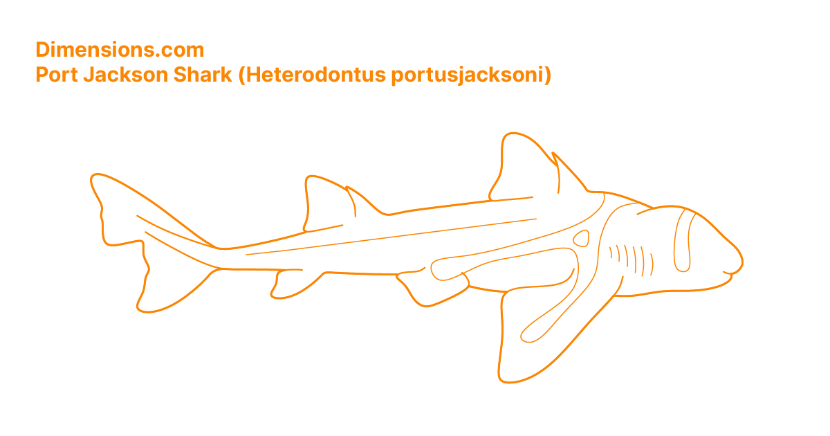 Port jackson shark heterodontus portusjacksoni drawings