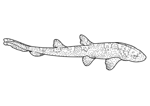 Sharks coloring pages free coloring pages