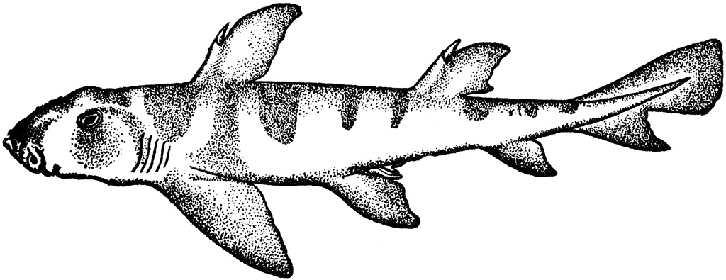 Port jackson shark clipart