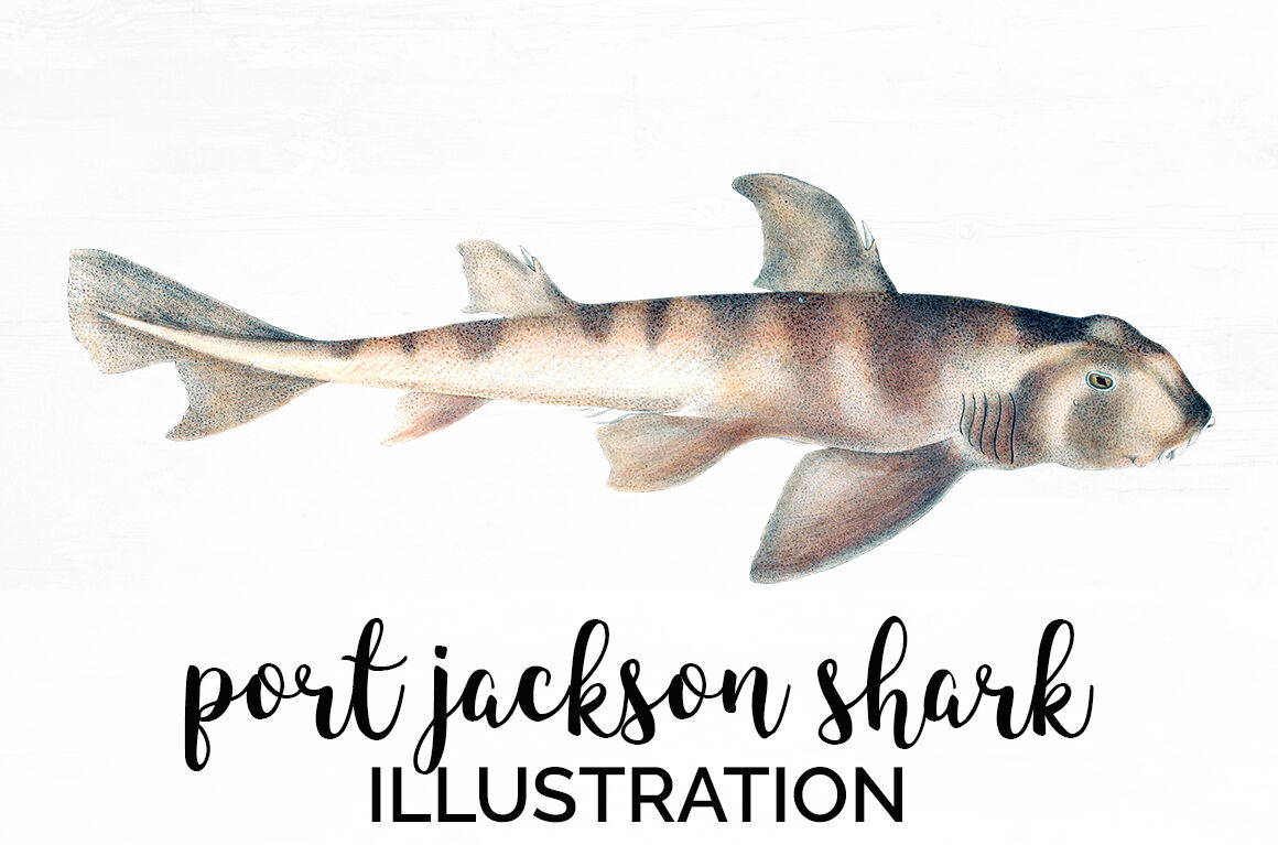 Shark clipart port jackson shark by enliven designs