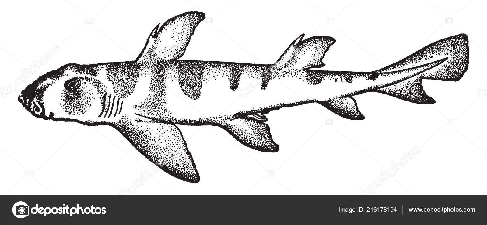 Port jackson shark species heerodontidae family bullhead sharks vintage line stock vector by morphart