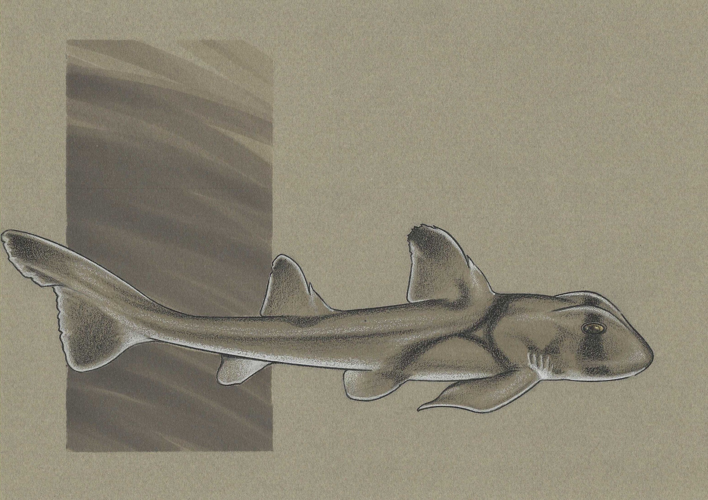 Shark ink drawing