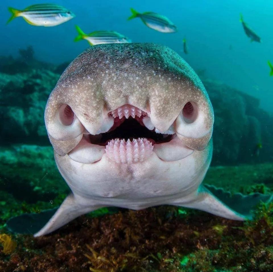 The face of a port jackson shark rthedepthsbelow