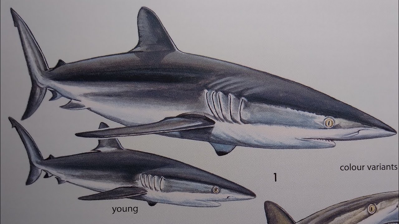 How to draw a silky shark