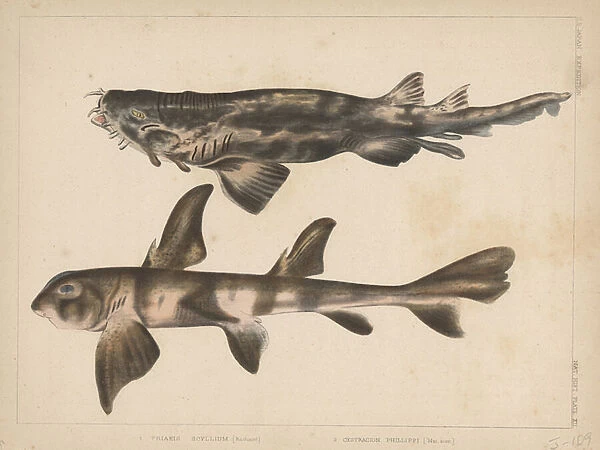 Port jackson shark p fishes animals collection