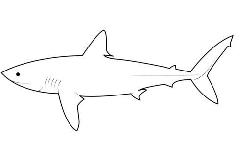 Porbeagle shark lamna nasus coloring page free printable coloring pages