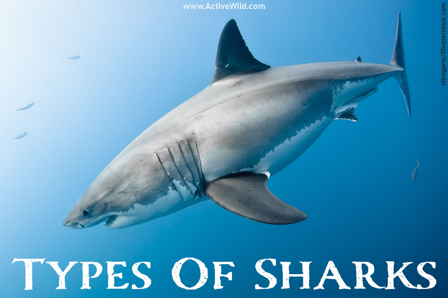 Types of sharks shark species list with pictures facts