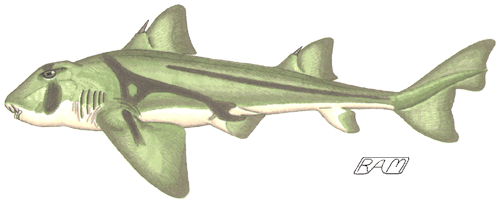 Shark ecomorphotypes