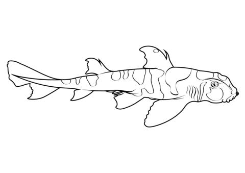 Japanese bullhead shark heterodontus japonicus coloring page free printable coloring pages