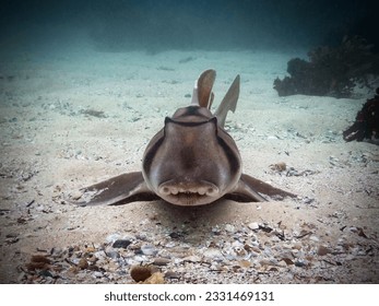 Port jackson shark images stock photos d objects vectors