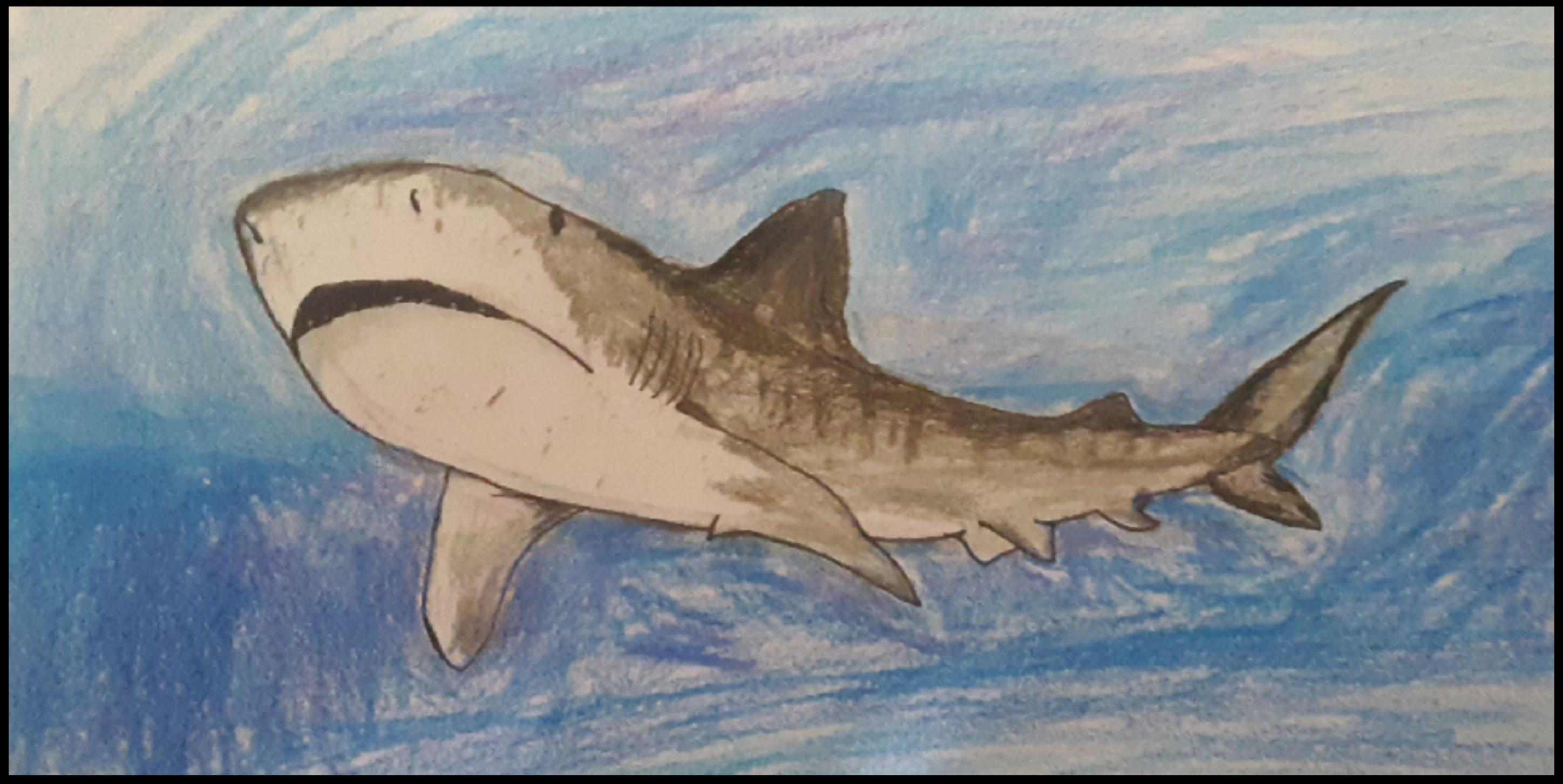 Whats your favorite shark mines the tiger shark art by me rsharks