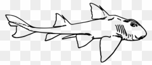 Animal fish ocean sea shark