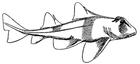 Sharks crossorhinus port jackson shark spiny or piked dog