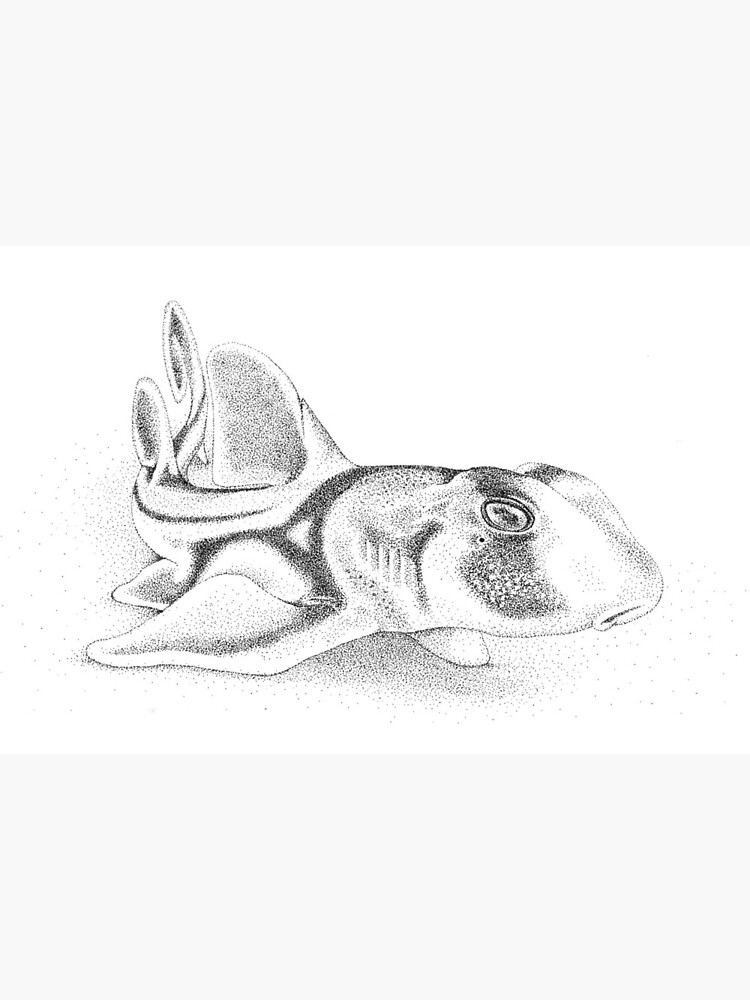 Baby port jackson shark ink drawing