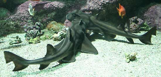 Bullhead shark description size facts