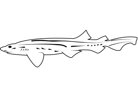 Pyjama shark poroderma africanum coloring page free printable coloring pages