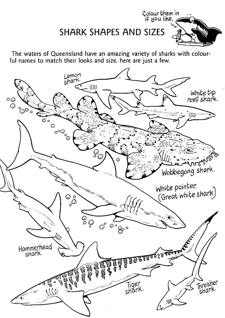 Printable coloring pages types of sharks shark coloring pages shark