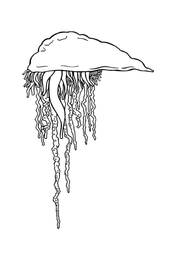 Coloring page portuguese man