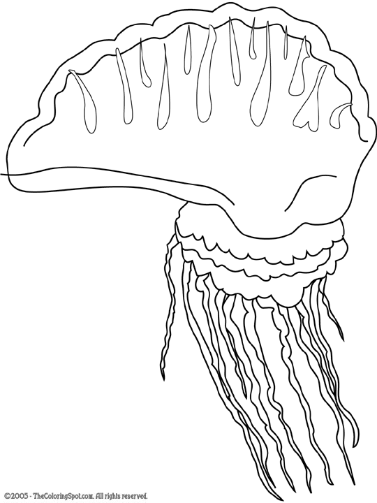 Portuguese man of war coloring page audio stories for kids free coloring pages colouring printables