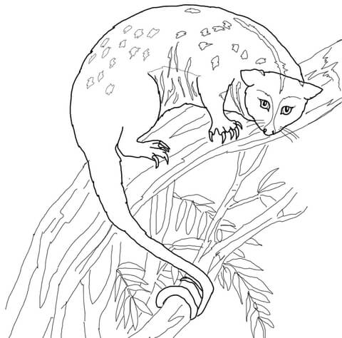 Possum coloring page free printable coloring pages