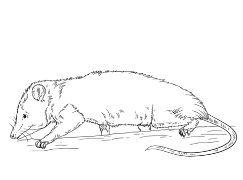 Opossums coloring pages free coloring pages