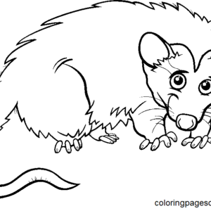 Opossum coloring pages printable for free download